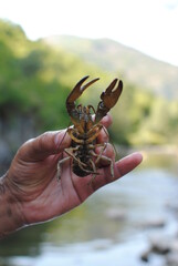 hand holding river crab or cancer closeup