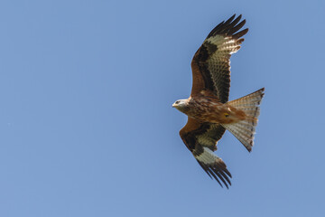 Red kite in flight