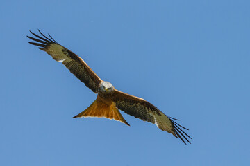 Red kite in flight