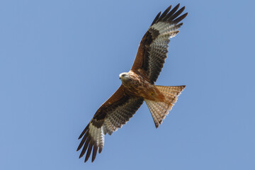 Red kite in flight