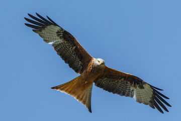 Red kite in flight
