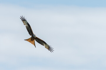 Red kite in flight