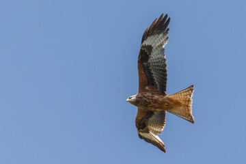 Red kite in flight