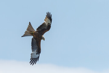 Red kite in flight