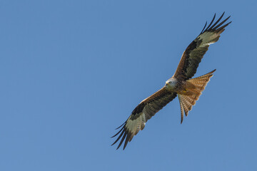 Red kite in flight
