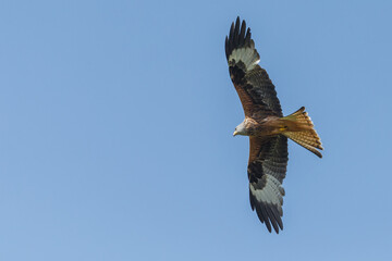 Red kite in flight