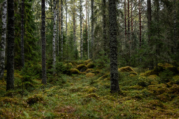 Fototapeta premium Old forest covered with green moss . Forest therapy and stress relief.