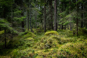 Fototapeta premium Old forest covered with green moss . Forest therapy and stress relief.