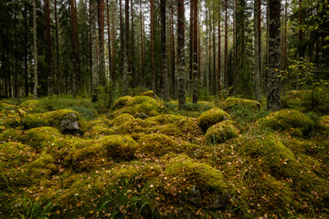 Old forest covered with green moss . Forest therapy and stress relief.