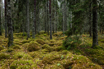 Fototapeta premium Old forest covered with green moss . Forest therapy and stress relief.