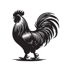 rooster isolated on white