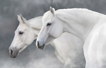 Two Horse portrait close up