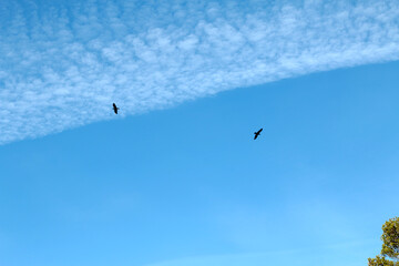 aigle dans un ciel bleu