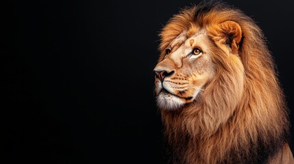 Lion with Golden Topaz Mane - Majestic Wild Animal Portrait with Copy Space, High Detail 8K Image