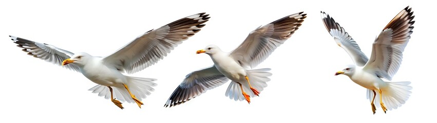 Obraz premium Seagull in flight on isolated white copy