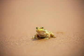 The frog sits on the sand on the shore of the lake. Beautiful wildlife landscape with place for text. The concept of protecting wildlife and ecology.