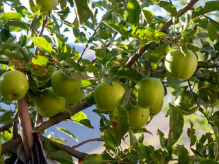 green apples on tree