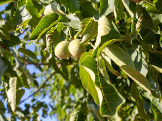 walnuts on tree