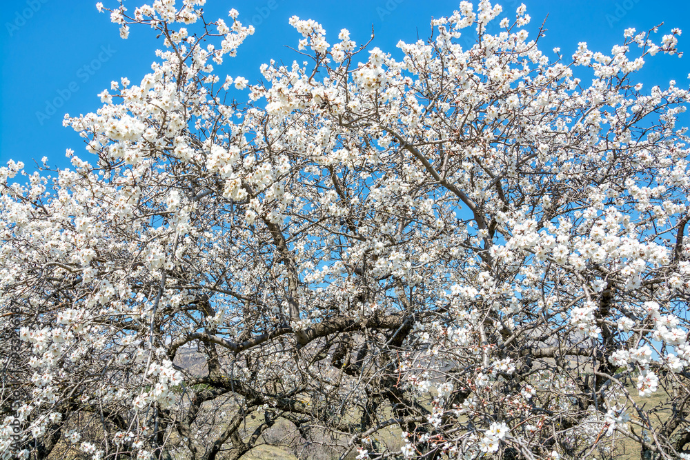 Poster Almond blossom