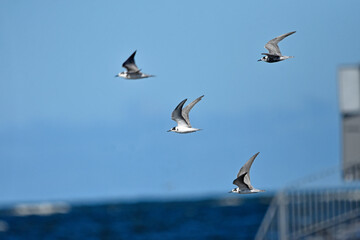 Tern on the Baltic Sea, Poland