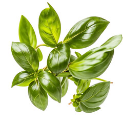 Fototapeta premium Fresh basil leaves in air on white background