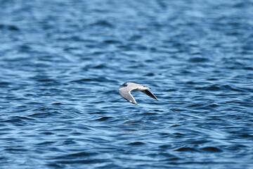 Tern on the Baltic Sea, Poland