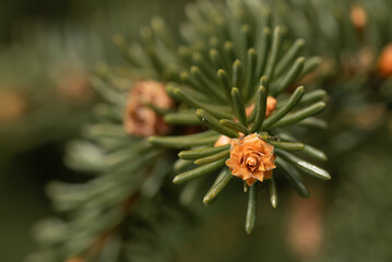 A close up photo of a spruce branch