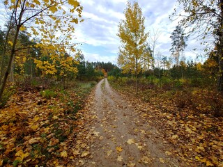 autumn in the forest