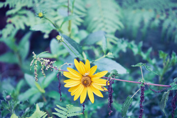 Słoneczniczek, skwarota, heliopsis, Heliopsis © Marcin Łazarczyk