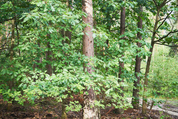 Dąb, Quercus L. © Marcin Łazarczyk