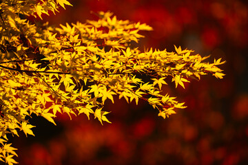 Foliage in the park. Autumn fall leaves of maple trees. Autumn fall leaves in sunlight. Natural autumn background. Autumnal background. Foliage, falling leaves background. Autumn leaf. Autumnal mood.