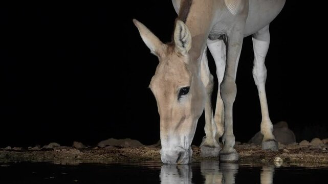 Onager Asian wild ass (Equus hemionus onager) drinking water in the desert