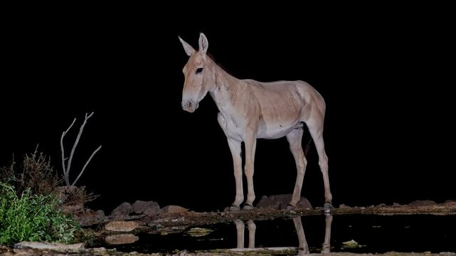 Onager Asian wild ass (Equus hemionus onager) drinking water in the desert
