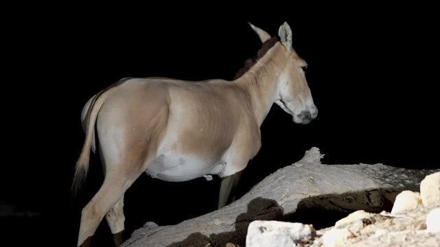 Onager Asian wild ass (Equus hemionus onager) drinking water in the desert