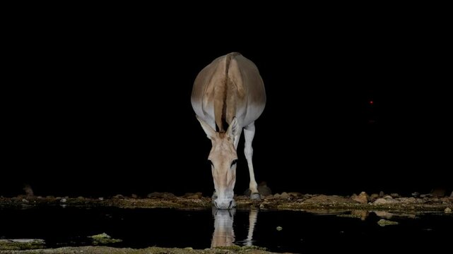 Onager Asian wild ass (Equus hemionus onager) drinking water in the desert and walk away