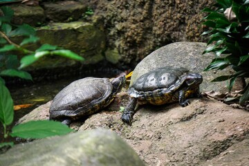 The Brazilian turtle is also known as the ''red-ear slider'' or in Latin ''trachemys scripta...
