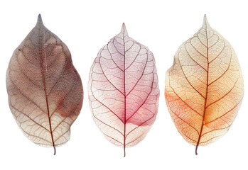 Fototapeta premium Dry pressed autumn leaves. Herbarium, autumn foliage on a transparent background.