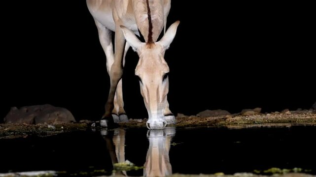 Onager Asian wild ass (Equus hemionus onager) drinking water in the desert