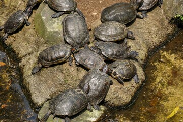 The Brazilian turtle is also known as the ''red-ear slider'' or in Latin ''trachemys scripta...