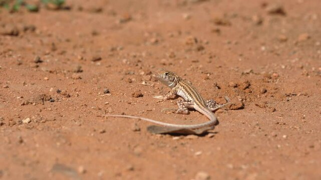 Bosk's fringe-fingered lizard (Acanthodactylus boskianus) in a sun bath
