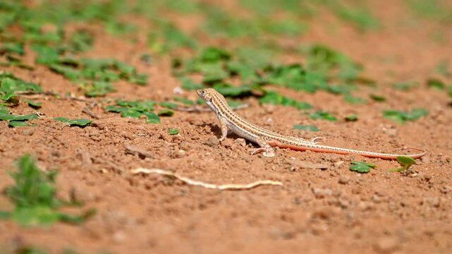 Bosk's fringe-fingered lizard (Acanthodactylus boskianus) in a sun bath