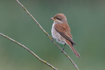 Juvenile Red-backed shrike (lanius collurio) perched on a tiny twig 