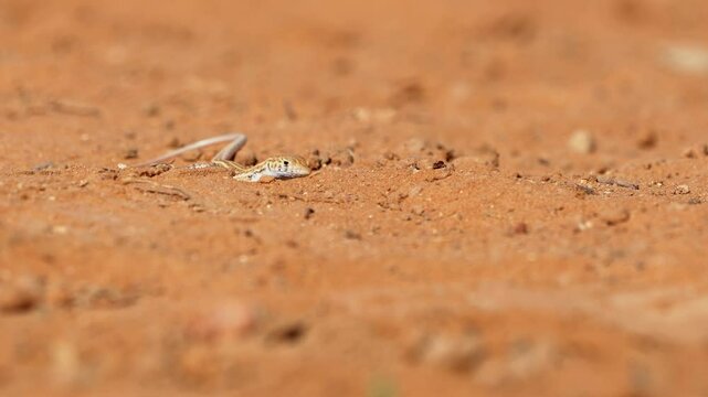Bosk's fringe-fingered lizard (Acanthodactylus boskianus) searching for food in the desert