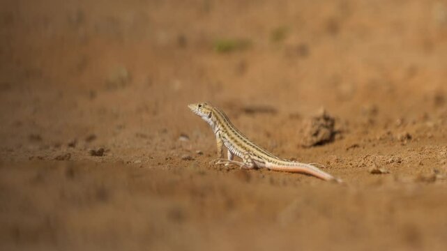 Bosk's fringe-fingered lizard (Acanthodactylus boskianus) searching for food in the desert