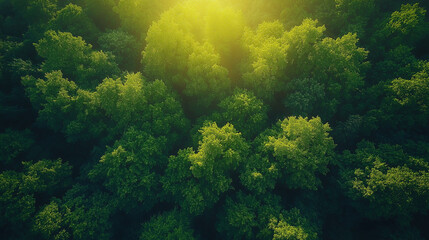 A upward view of the dense canopy, with sunlight filtering through the leaves, showing the richness and diversity of the tree