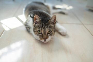 Cat relaxing on the flat floor on a sunny day.