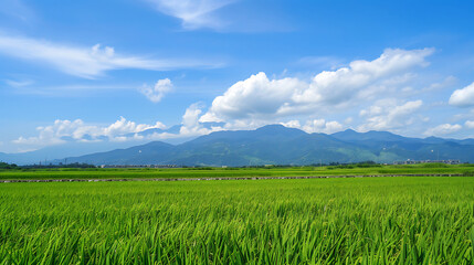 Obraz premium field nature