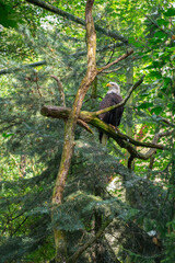 Bald eagle (Haliaeetus leucocephalus) at Eberswalder Zoo, Germany. Sea eagle or fish eagle (erne or ern).
