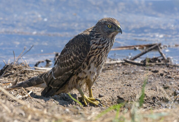 Young Northern goshawk (accipiter gentilis) sits on sand shore near a lake