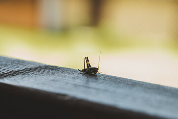 A cricket crawls along a wooden surface, basking in the warm sunlight while surrounded by the natural beauty of the Altai Mountains